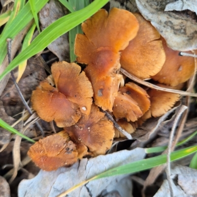 Unidentified Cap on a stem; gills below cap [mushrooms or mushroom-like] at Umbagong District Park - 9 Jun 2024 by LD12