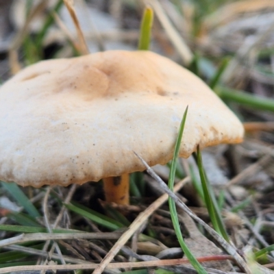 Unidentified Cap on a stem; gills below cap [mushrooms or mushroom-like] at Latham, ACT - 9 Jun 2024 by LD12
