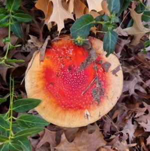 Amanita muscaria at Latham, ACT - 9 Jun 2024