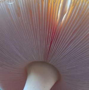 Amanita muscaria at Latham, ACT - 9 Jun 2024