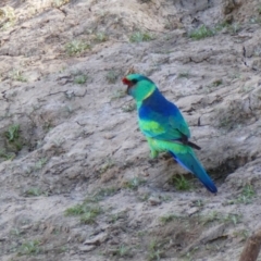 Barnardius zonarius (Australian Ringneck) at Wilcannia, NSW - 8 Sep 2020 by MB