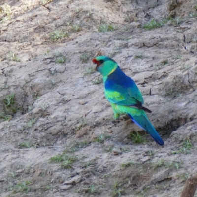 Barnardius zonarius (Australian Ringneck) at Wilcannia, NSW - 8 Sep 2020 by MB