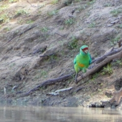 Barnardius zonarius at Wilcannia, NSW - 8 Sep 2020 10:49 AM