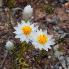 Rhodanthe floribunda (Common White Sunray) at Wilcannia, NSW - 9 Sep 2020 by MB