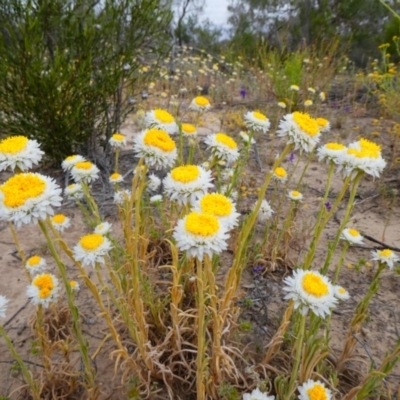 Polycalymma stuartii at Wilcannia, NSW - 9 Sep 2020 by MB