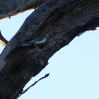 Nymphicus hollandicus (Cockatiel) at Wilcannia, NSW - 11 Sep 2020 by MB