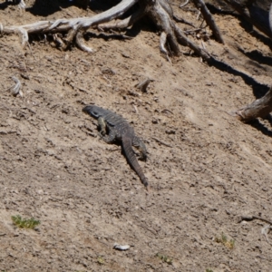 Varanus varius at Wilcannia, NSW - suppressed