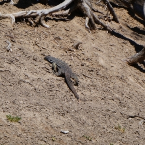 Varanus varius at Wilcannia, NSW - 12 Sep 2020