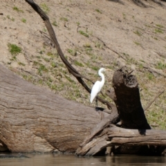 Ardea alba (Great Egret) at Wilcannia, NSW - 11 Sep 2020 by MB