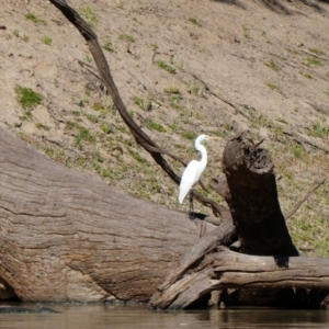 Ardea alba at Wilcannia, NSW - 12 Sep 2020