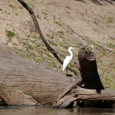 Ardea alba (Great Egret) at Wilcannia, NSW - 11 Sep 2020 by MB