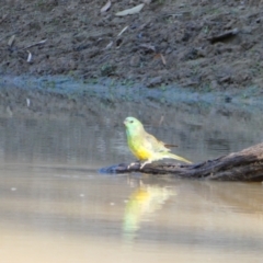 Psephotus haematonotus (Red-rumped Parrot) at Wilcannia, NSW - 11 Sep 2020 by MB