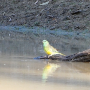 Psephotus haematonotus at Wilcannia, NSW - 12 Sep 2020