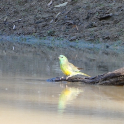 Psephotus haematonotus (Red-rumped Parrot) at Wilcannia, NSW - 12 Sep 2020 by MB