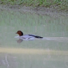 Chenonetta jubata (Australian Wood Duck) at Wilcannia, NSW - 13 Sep 2020 by MB