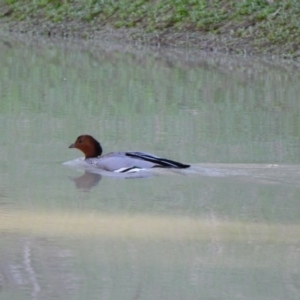 Chenonetta jubata at Wilcannia, NSW - 13 Sep 2020 08:14 AM