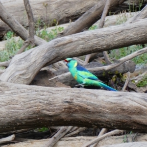 Barnardius zonarius at Wilcannia, NSW - 13 Sep 2020