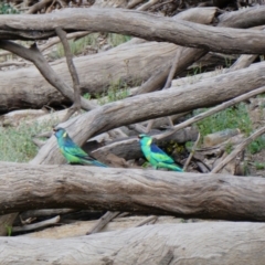 Barnardius zonarius at Wilcannia, NSW - 13 Sep 2020