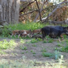 Sus scrofa (Feral Pig) at Wilcannia, NSW - 13 Sep 2020 by MB
