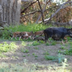 Sus scrofa (Pig (feral)) at Wilcannia, NSW - 13 Sep 2020 by MB