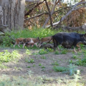 Sus scrofa at Wilcannia, NSW - 13 Sep 2020