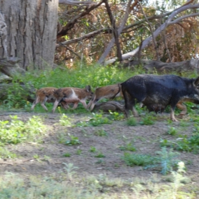 Sus scrofa (Feral Pig) at Wilcannia, NSW - 13 Sep 2020 by MB