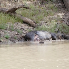 Sus scrofa (Pig (feral)) at Wilcannia, NSW - 13 Sep 2020 by MB