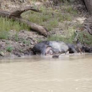 Sus scrofa at Wilcannia, NSW - 13 Sep 2020 12:54 PM