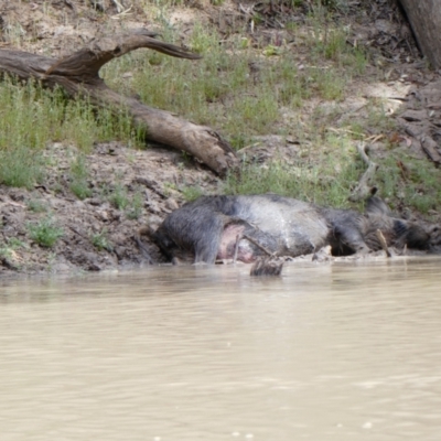 Sus scrofa (Pig (feral)) at Wilcannia, NSW - 13 Sep 2020 by MB