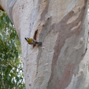 Falcunculus frontatus at Menindee, NSW - 13 Sep 2020