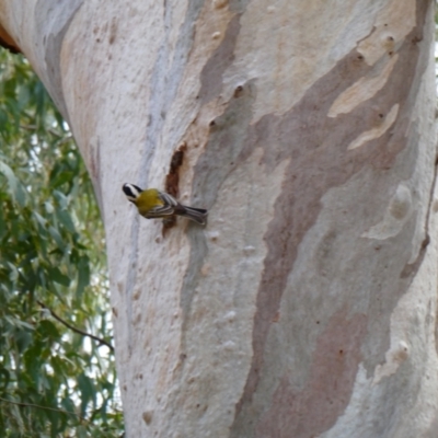 Falcunculus frontatus (Eastern Shrike-tit) at Menindee, NSW - 13 Sep 2020 by MB