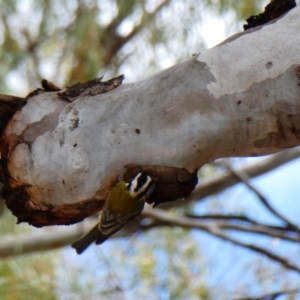 Falcunculus frontatus at Menindee, NSW - 13 Sep 2020