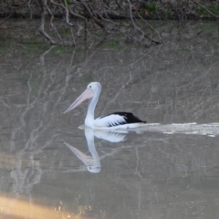 Pelecanus conspicillatus (Australian Pelican) at Menindee, NSW - 15 Sep 2020 by MB