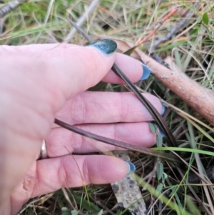 Thelymitra sp. at QPRC LGA - 9 Jun 2024