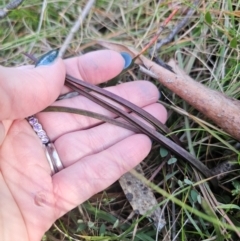 Thelymitra sp. at QPRC LGA - suppressed