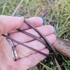 Thelymitra sp. at QPRC LGA - 9 Jun 2024