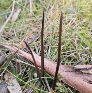 Thelymitra sp. at QPRC LGA - suppressed