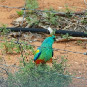 Psephotellus varius at Silverton, NSW - 23 Sep 2020