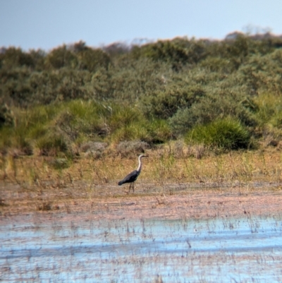 Ardea pacifica (White-necked Heron) at Lake Mackay, NT - 21 May 2024 by Darcy