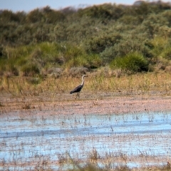 Ardea pacifica at Lake Mackay, NT - 21 May 2024