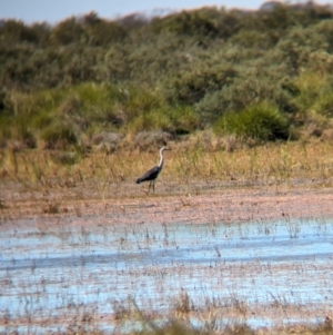 Ardea pacifica at Lake Mackay, NT - 21 May 2024 12:50 PM