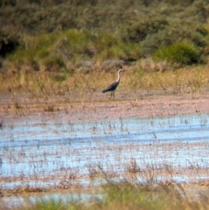 Ardea pacifica at Lake Mackay, NT - 21 May 2024 12:50 PM