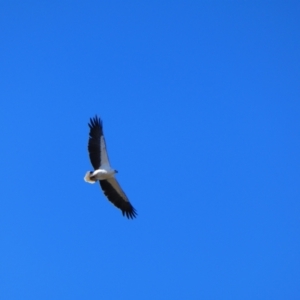 Haliaeetus leucogaster at Menindee, NSW - 20 Sep 2020 09:24 AM