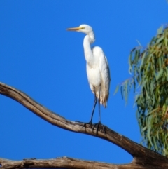Ardea alba (Great Egret) at Menindee, NSW - 19 Sep 2020 by MB