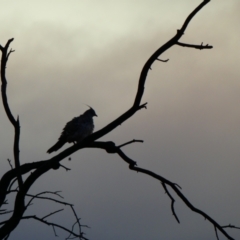 Ocyphaps lophotes (Crested Pigeon) at Menindee, NSW - 19 Sep 2020 by MB