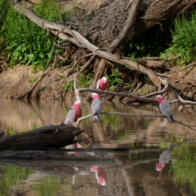 Eolophus roseicapilla (Galah) at Menindee, NSW - 18 Sep 2020 by MB