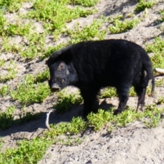 Sus scrofa (Pig (feral)) at Kinchega National Park - 26 Sep 2020 by MB