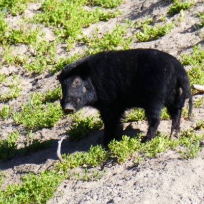 Sus scrofa (Pig (feral)) at Menindee, NSW - 25 Sep 2020 by MB