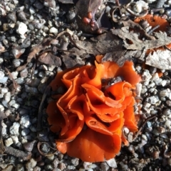 Aleuria sp. (genus) (An Orange peel fungus) at Tidbinbilla Nature Reserve - 9 Jun 2024 by RWPurdie