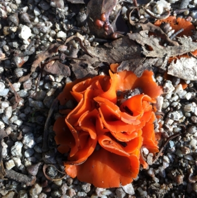 Aleuria sp. at Tidbinbilla Nature Reserve - 9 Jun 2024 by RWPurdie